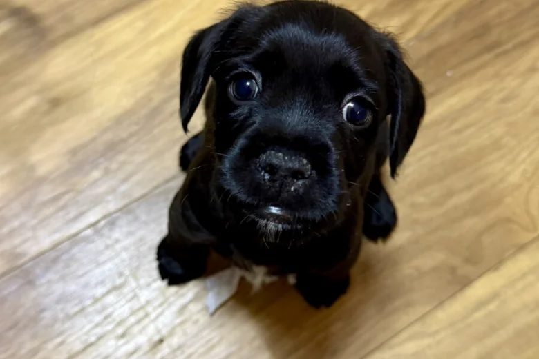 French Bulldog
