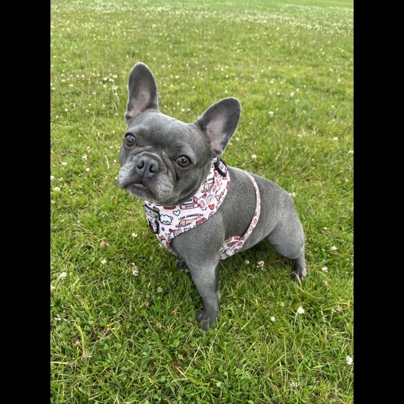 French Bulldog