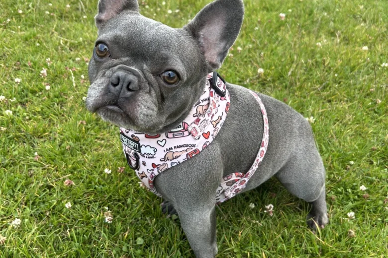 French Bulldog
