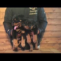 Rottweiler