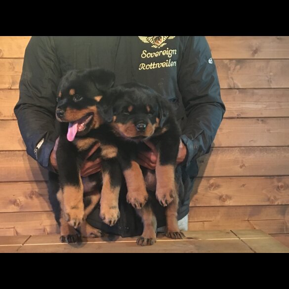 Rottweiler