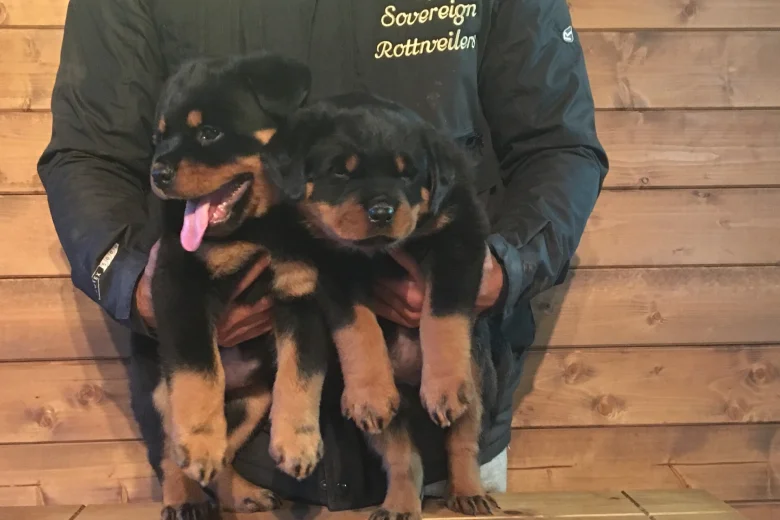 Rottweiler