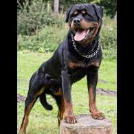 Rottweiler