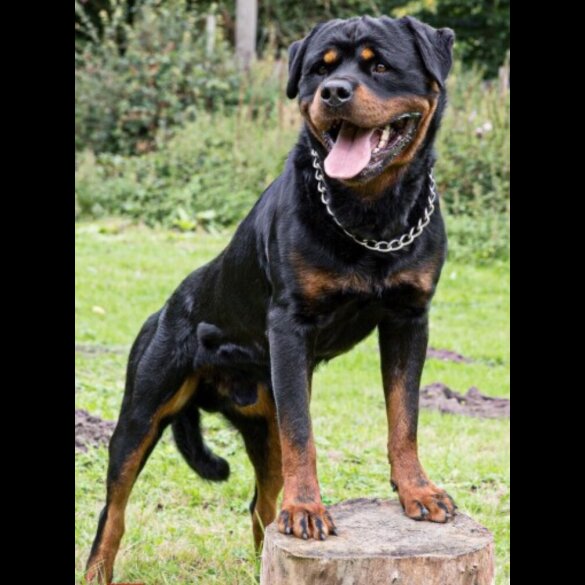Rottweiler