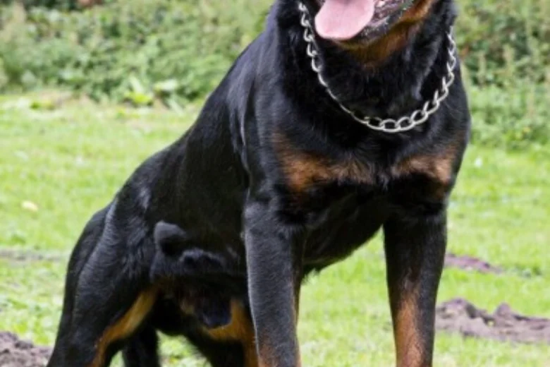 Rottweiler