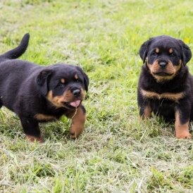 Rottweiler