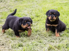 Rottweiler