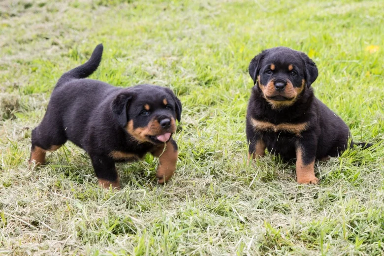 Rottweiler