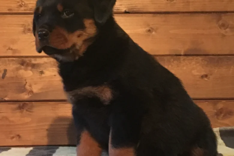Rottweiler
