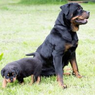 Rottweiler