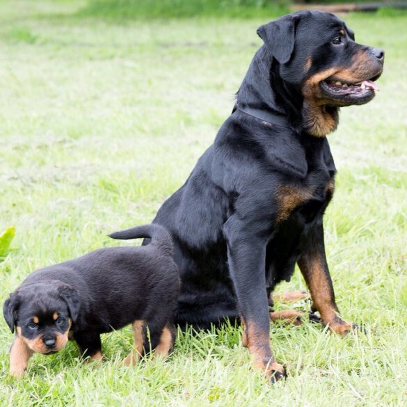 Rottweiler