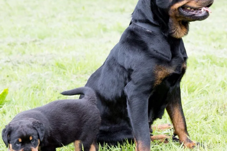Rottweiler