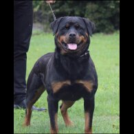 Rottweiler