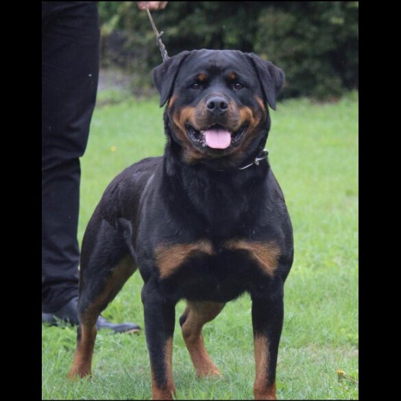Rottweiler