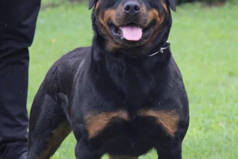 Rottweiler