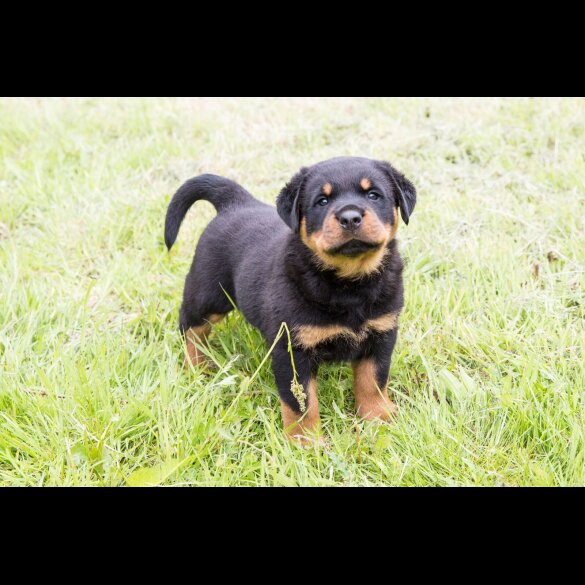 Rottweiler