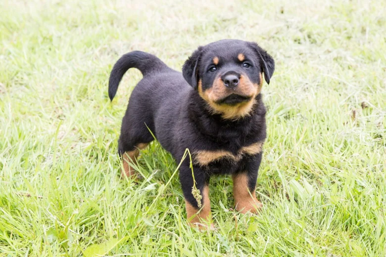 Rottweiler