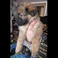 German Shepherd (Alsatian)