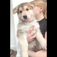 German Shepherd (Alsatian)