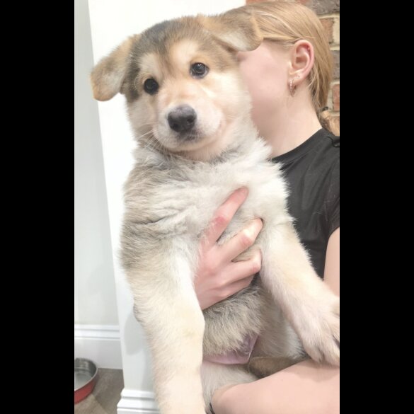 German Shepherd (Alsatian)