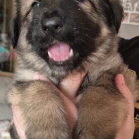 German Shepherd (Alsatian)