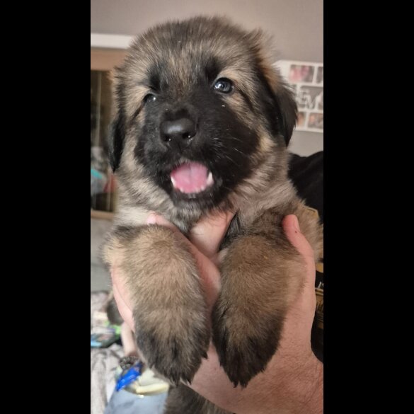 German Shepherd (Alsatian)