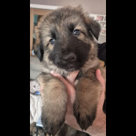 German Shepherd (Alsatian)