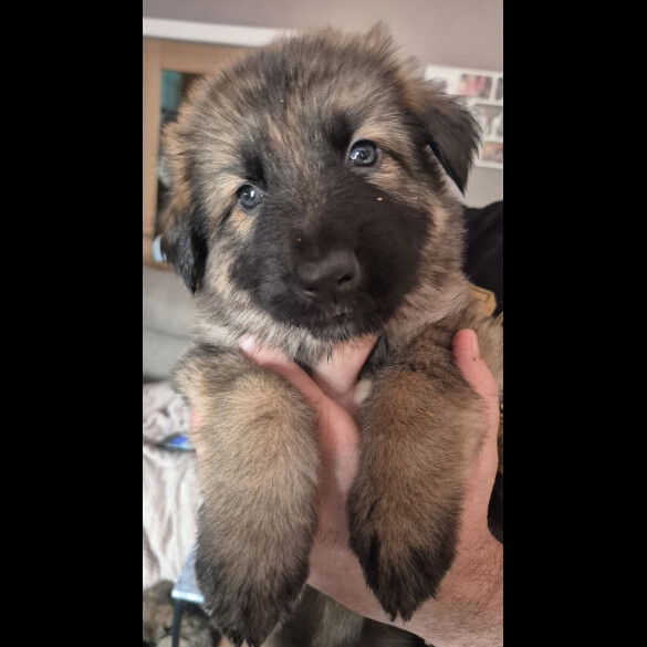 German Shepherd (Alsatian)