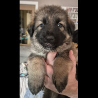 German Shepherd (Alsatian)