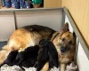 German Shepherd (Alsatian)
