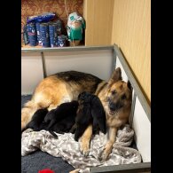 German Shepherd (Alsatian)