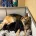 German Shepherd (Alsatian)