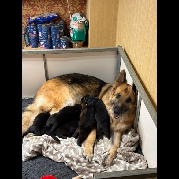 German Shepherd (Alsatian)