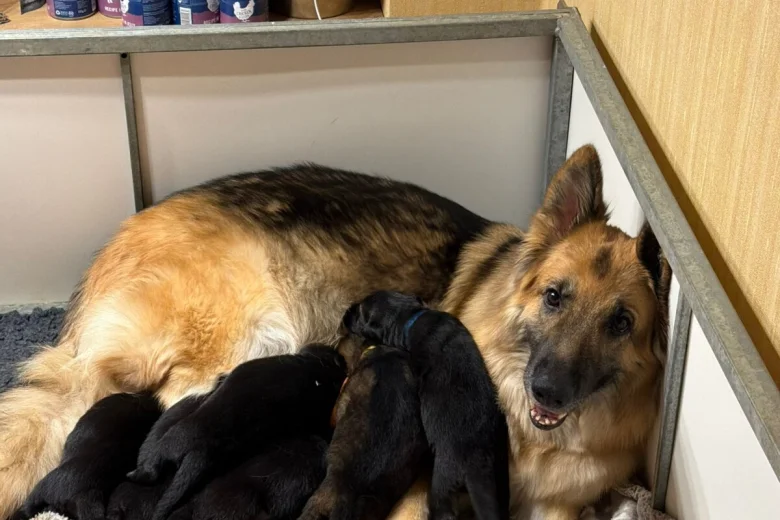 German Shepherd (Alsatian)