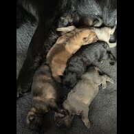 German Shepherd (Alsatian)