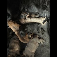 German Shepherd (Alsatian)
