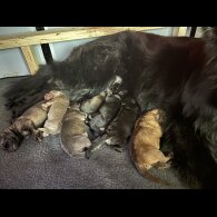 German Shepherd (Alsatian)