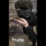 German Shepherd (Alsatian)