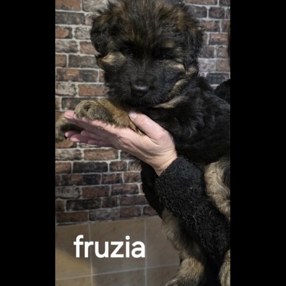 German Shepherd (Alsatian)