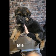 German Shepherd (Alsatian)