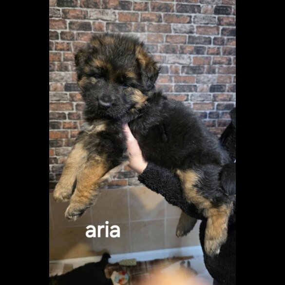 German Shepherd (Alsatian)