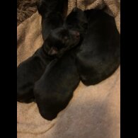 German Shepherd (Alsatian)