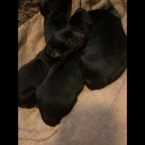 German Shepherd (Alsatian)