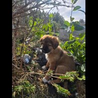 German Shepherd (Alsatian)