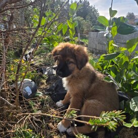 German Shepherd (Alsatian)