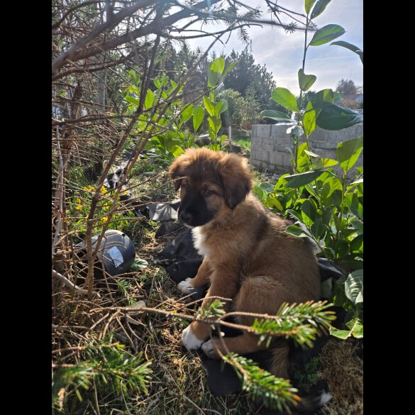 German Shepherd (Alsatian)