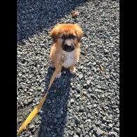 German Shepherd (Alsatian)