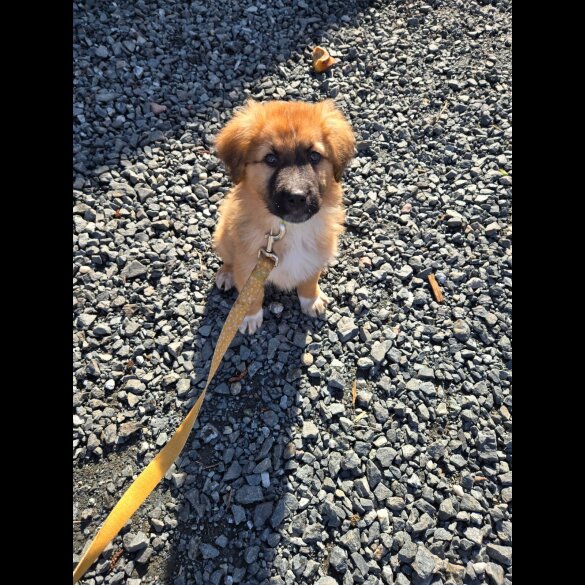 German Shepherd (Alsatian)