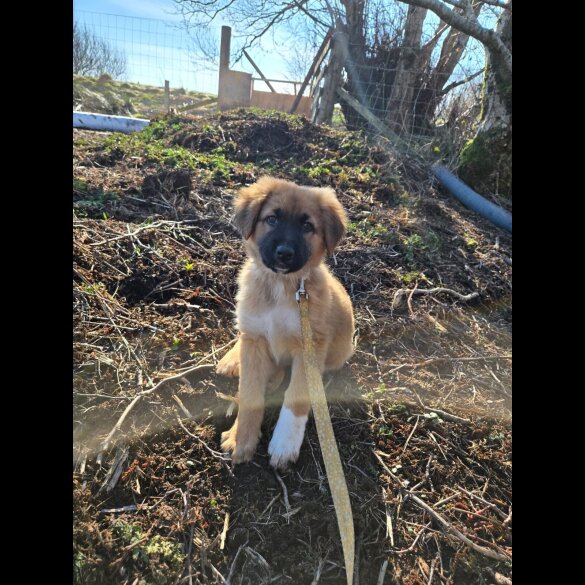 German Shepherd (Alsatian)