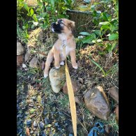 German Shepherd (Alsatian)